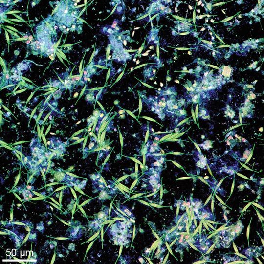 Von Bakterien und Mikroalgen auf einer Plastikoberfläche in Wasser aus der Kieler Förde gebildeter Biofilm. Die Aufnahme wurde mit Konfokaler Laserrastermikroskopie angefertigt. Von Bakterien und Mikroalgen auf einer Plastikoberfläche in Wasser aus der Kieler Förde gebildeter Biofilm. Die Aufnahme wurde mit Konfokaler Laserrastermikroskopie angefertigt.