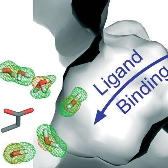 Solange kein Bindungspartner verfügbar ist, belegen Wassermoleküle die Bindungstasche des Proteins (Ausschnitt). Solange kein Bindungspartner verfügbar ist, belegen Wassermoleküle die Bindungstasche des Proteins (Ausschnitt).