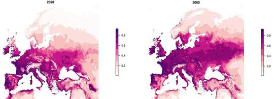 Die hypothetische heutige und zukünftige Verbreitung der Apfelfruchtfliege bei steigenden Durchschnittstemperaturen.