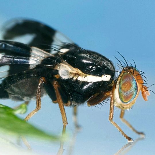 Die Apfelfruchtfliege ist noch nicht in Europa aufgetaucht, könnte sich aber bis 2060 weit nach Norden ausbreiten. Die Apfelfruchtfliege ist noch nicht in Europa aufgetaucht, könnte sich aber bis 2060 weit nach Norden ausbreiten.