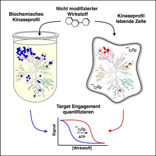 Funktionsweise der Kinase Assays Funktionsweise der Kinase Assays