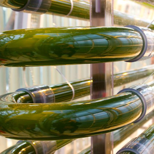 Photanol will Demonstrationsanlage für die Produktion von Chemieprodukten aus CO2 und Sonnenlicht bauen. Photanol will Demonstrationsanlage für die Produktion von Chemieprodukten aus CO2 und Sonnenlicht bauen.