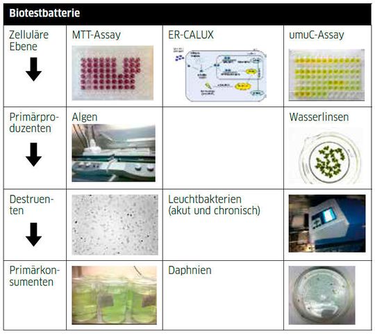 Tab.2: Fließschema der verwendeten Biotests von der zellulären Ebene bis hin zu Primärkonsumenten.