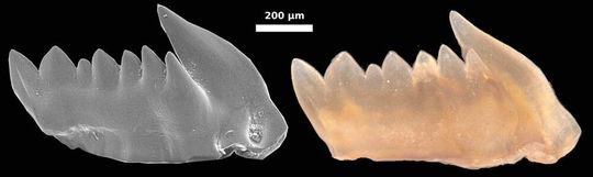 Aufnahme eines Conodontenzahns