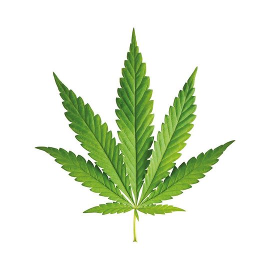 Abb. 1: Der Einsatz von Cannabis für medizinische Zwecke ist seit dem vergangenen Jahr auch in Deutschland erlaubt. Abb. 1: Der Einsatz von Cannabis für medizinische Zwecke ist seit dem vergangenen Jahr auch in Deutschland erlaubt.