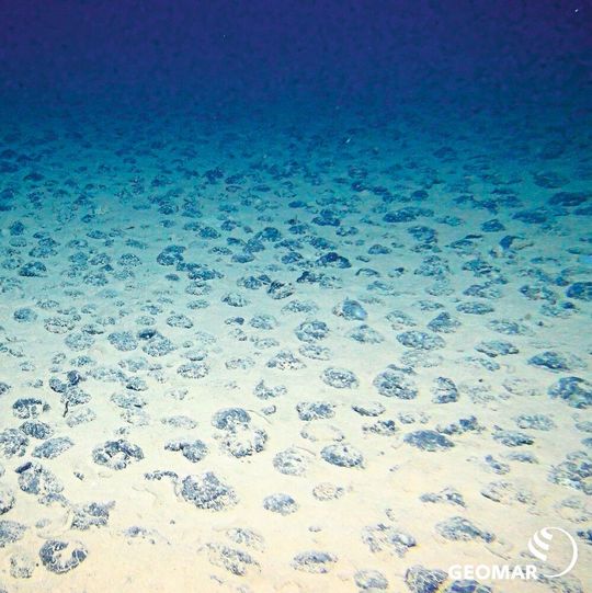 Um sie geht es: Manganknollen in der Clarion-Clipperton-Zone in mehr als 4000 Metern Wassertiefe. In wenigen Jahren könnten die ersten Staaten Abbaulizenzen für Manganknollen bei der Internationalen Meeresbodenbehörde ISA beantragen. Um sie geht es: Manganknollen in der Clarion-Clipperton-Zone in mehr als 4000 Metern Wassertiefe. In wenigen Jahren könnten die ersten Staaten Abbaulizenzen für Manganknollen bei der Internationalen Meeresbodenbehörde ISA beantragen.