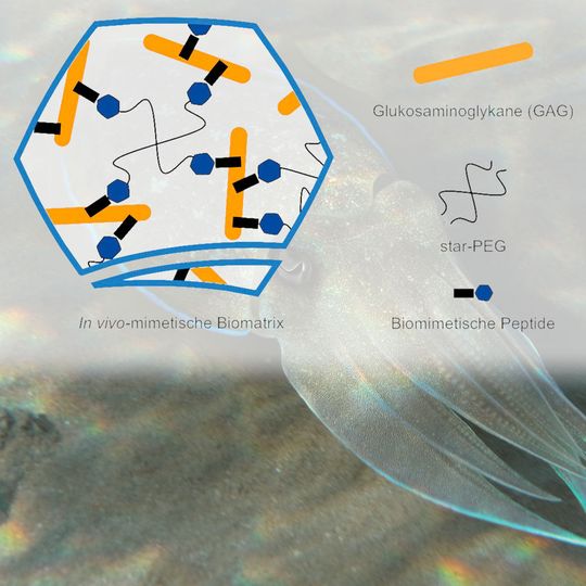 Schema der Denovo-Matrix-Biomatrixbeschichtungen: Die in-vivo-mimetische Biomatrix bildet sich durch nicht-kovalente Wechselwirkungen zwischen komplexen Zuckern (Glykosaminoglykanen) und Peptid-star-PEG-Polymer. Schema der Denovo-Matrix-Biomatrixbeschichtungen: Die in-vivo-mimetische Biomatrix bildet sich durch nicht-kovalente Wechselwirkungen zwischen komplexen Zuckern (Glykosaminoglykanen) und Peptid-star-PEG-Polymer.