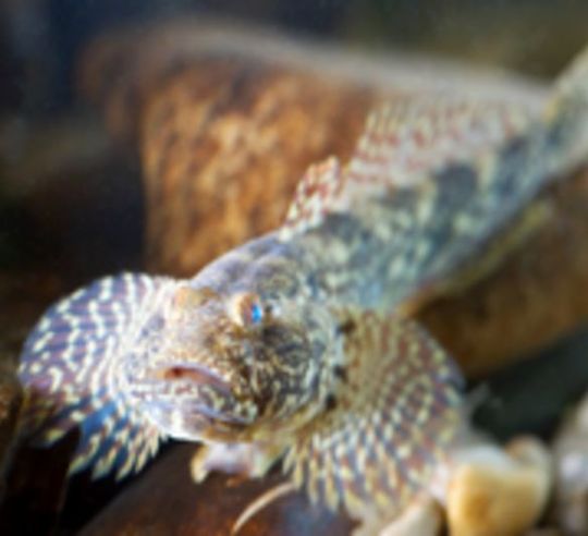Kesslergrundeln und weitere Grundelarten aus dem Schwarzen Meer kamen ursprünglich über das Ballastwasser der Schiffe nach Bayern und sind heute vor allem in der Donau und im Main stark vertreten. Kesslergrundeln und weitere Grundelarten aus dem Schwarzen Meer kamen ursprünglich über das Ballastwasser der Schiffe nach Bayern und sind heute vor allem in der Donau und im Main stark vertreten.