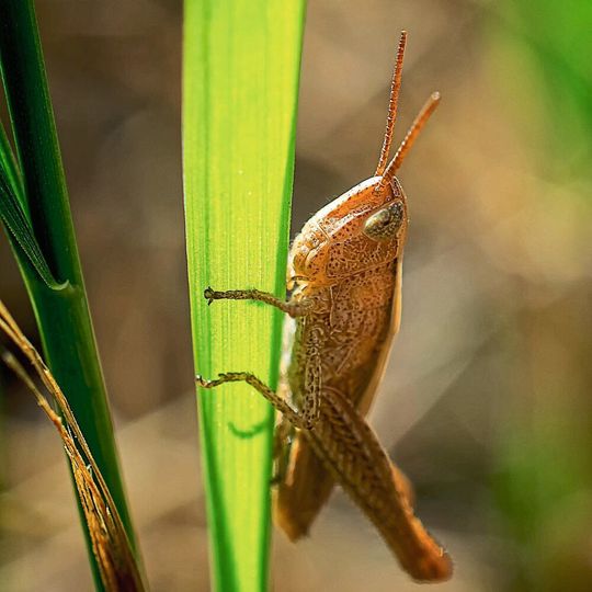 Grashüpfer als Vehikel für genverändernde Viren? In der Landwirtschaft sollen so Pflanzen widerstandsfähiger werden. Doch Forscher warnen vor möglichem Missbrauch als Biowaffe. Grashüpfer als Vehikel für genverändernde Viren? In der Landwirtschaft sollen so Pflanzen widerstandsfähiger werden. Doch Forscher warnen vor möglichem Missbrauch als Biowaffe.