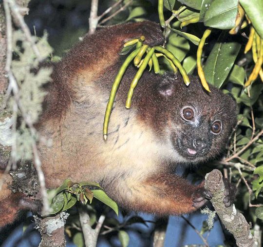 Madegassischer Lemur bei der Nahrungssuche Madegassischer Lemur bei der Nahrungssuche