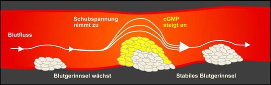 Je größer das Blutgerinnsel, desto weniger Platz hat das Blut zum Fließen. Die erhöhte Schubspannung löst einen Mechanismus aus, der das Blutgerinnsel auf natürliche Weise hemmt.