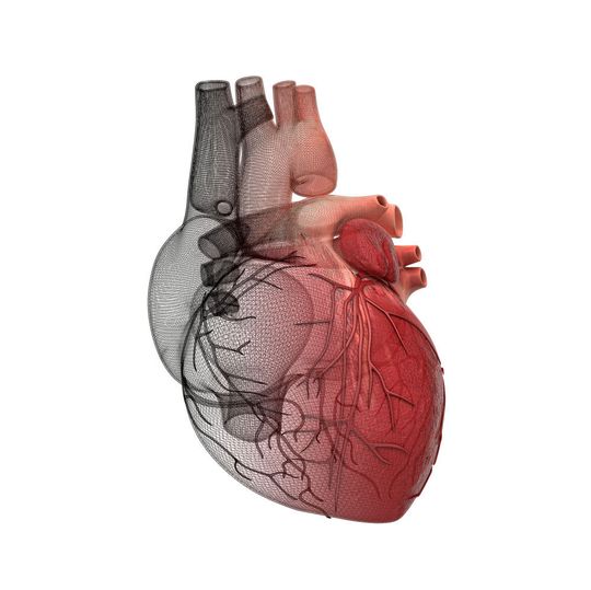 Ist die Arterie verstopft ist Gefahr im Verzug: Forschende der Universität Tübingen haben einen körpereigenen Mechanismus entdeckt, der gefährliche Thrombosen hemmt, die zu Schlaganfall und Herzinfarkt führen können. (Symbolbild) Ist die Arterie verstopft ist Gefahr im Verzug: Forschende der Universität Tübingen haben einen körpereigenen Mechanismus entdeckt, der gefährliche Thrombosen hemmt, die zu Schlaganfall und Herzinfarkt führen können. (Symbolbild)