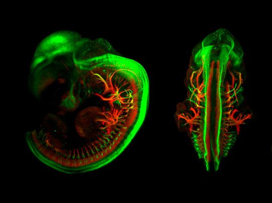 Durch die Übernahme von Lavision Biotec ist es Miltenyi Biotec nun möglich, Lichtblatt- und Multiphotonen-Mikroskopielösungen für Life-Science-Anwendungen anzubieten. Durch die Übernahme von Lavision Biotec ist es Miltenyi Biotec nun möglich, Lichtblatt- und Multiphotonen-Mikroskopielösungen für Life-Science-Anwendungen anzubieten.