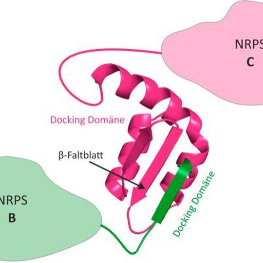3D structure of an NRPS docking domain pair. The docking domains of NRPS B (green) connects to the fitting docking domain of NRPS C (magenta) via a β-leaflet. 3D structure of an NRPS docking domain pair. The docking domains of NRPS B (green) connects to the fitting docking domain of NRPS C (magenta) via a β-leaflet.