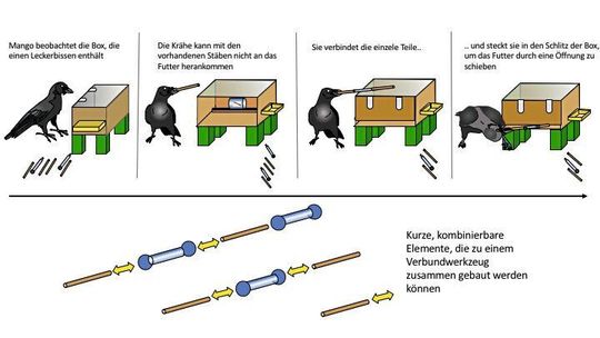 Nur wenn die Krähe die einzelnen Stäbchen aneinanderfügt, kann sie an das Futter in der Kiste herankommen.