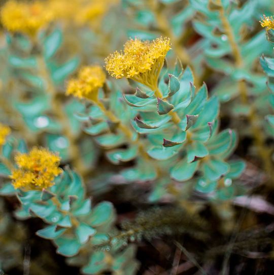 Die Rosenwurz (Rhodiola rosea) ist eine traditionelle Medizinalpflanze zur Verbesserung der Gehirnfunktion beim Menschen (Linneus 1749). In der aktuellen Studie haben die Forscher aus Rhodiola die Gedächtnis-fördernde Substanz FAE-20 entdeckt. Diese kann einen neuen Ansatz für die Demenzforschung liefern. Die Rosenwurz (Rhodiola rosea) ist eine traditionelle Medizinalpflanze zur Verbesserung der Gehirnfunktion beim Menschen (Linneus 1749). In der aktuellen Studie haben die Forscher aus Rhodiola die Gedächtnis-fördernde Substanz FAE-20 entdeckt. Diese kann einen neuen Ansatz für die Demenzforschung liefern.