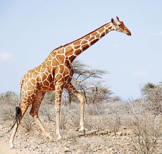 Eine Netzgiraffe (G. reticulata) im Samburu National Reserve in Kenia Eine Netzgiraffe (G. reticulata) im Samburu National Reserve in Kenia