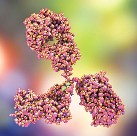 Abb. 1: Therapeutische Proteine wie Antikörper werden biotechnologisch in zumeist tierischen Zellkulturen hergestellt. Abb. 1: Therapeutische Proteine wie Antikörper werden biotechnologisch in zumeist tierischen Zellkulturen hergestellt.