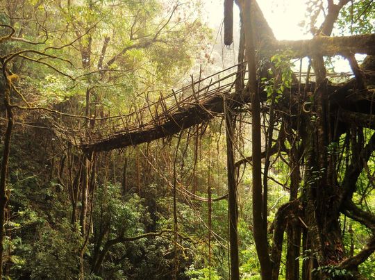 Über 50 Meter lange lebende Brücke bei Rangthylliang, Meghalaya