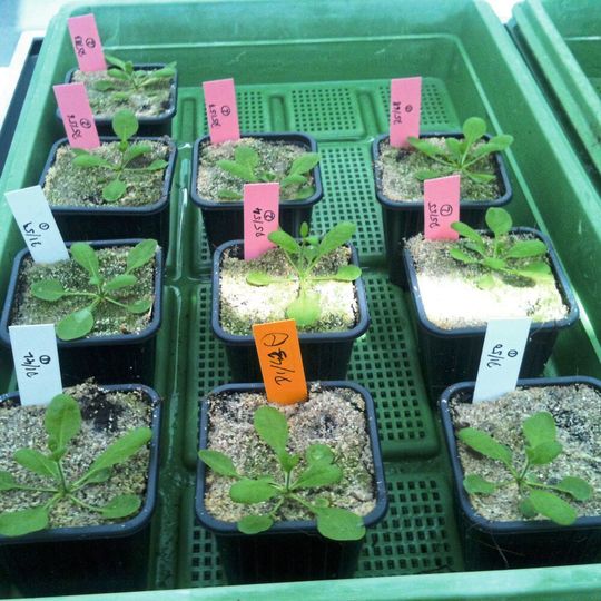Selektionsexperimente mit Arabidopsis zeigen, dass auch epigenetische Veränderungen selektioniert und vererbt werden können. Selektionsexperimente mit Arabidopsis zeigen, dass auch epigenetische Veränderungen selektioniert und vererbt werden können.