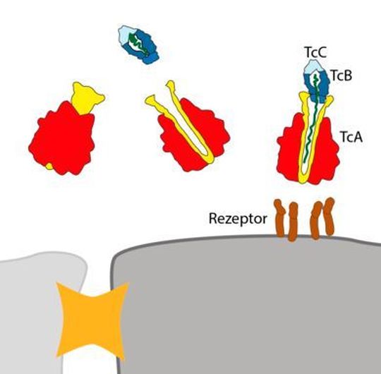 Der Giftkomplex von Photorhabdus luminescens besteht aus den drei Komponenten TcA (rot, gelb), TcB (dunkelblau) und TcC (hellblau). ... (Ausschnitt) Der Giftkomplex von Photorhabdus luminescens besteht aus den drei Komponenten TcA (rot, gelb), TcB (dunkelblau) und TcC (hellblau). ... (Ausschnitt)