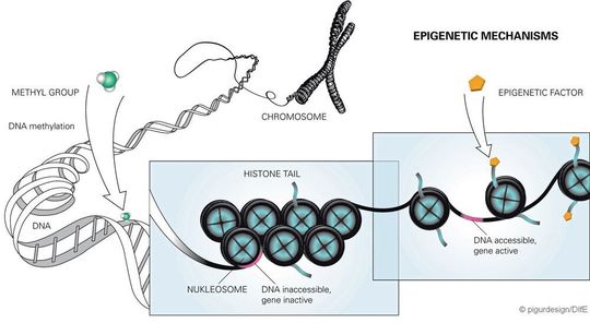 Epigenetische Mechanismen Epigenetische Mechanismen