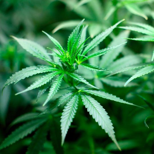 Apotheken können ab sofort drei medizinische Cannabisprodukte bei CC Pharma bestellen. Apotheken können ab sofort drei medizinische Cannabisprodukte bei CC Pharma bestellen.