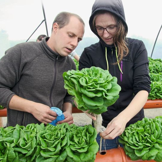 Grün, knackig und frisch: die erste Salat-Ernte nach der Nutzung von aufbereitetem Abwasser in der Landwirtschaft. Grün, knackig und frisch: die erste Salat-Ernte nach der Nutzung von aufbereitetem Abwasser in der Landwirtschaft.