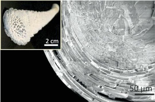 Abb.4: Die drei Vorbilder sowie deren einzigartigen Mikrostrukturen (3/3): Tiefseeschwammnadel