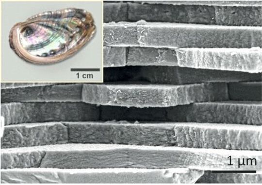Abb.3: Die drei Vorbilder sowie deren einzigartigen Mikrostrukturen (2/3): Perlmutt