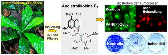 Von der Pflanze zum Wirkstoff – Ancistrolikokin E3 hemmt das Wachstum und die Kolonie-Bildung von Bauchspeicheldrüsenkrebszellen.
