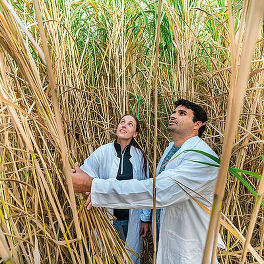 Six European universities have formed an international alliance with focus on bioeconomy. Six European universities have formed an international alliance with focus on bioeconomy.