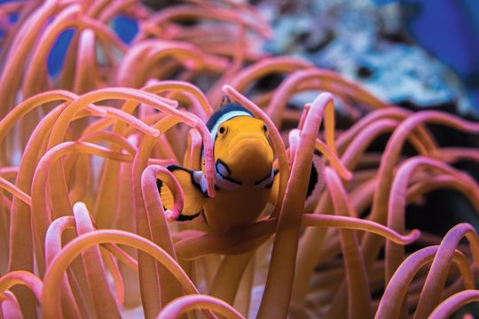 Rettet Nemo: Die „Unterwasser-Wetterstationen“ von „Save Nemo“ sollen durch Wasserverschmutzung und Klimawandel bedrohte Korallenriffe und Tierarten mit Raspberry-Pi-Boards und Sensortechnik schützen. Rettet Nemo: Die „Unterwasser-Wetterstationen“ von „Save Nemo“ sollen durch Wasserverschmutzung und Klimawandel bedrohte Korallenriffe und Tierarten mit Raspberry-Pi-Boards und Sensortechnik schützen.