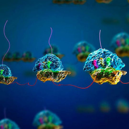 Alice is a unique eukaryotic system, which yields an unprecedented 3 mg/ml of protein in batch mode. Alice is a unique eukaryotic system, which yields an unprecedented 3 mg/ml of protein in batch mode.