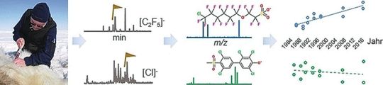 Die Konzentration der im Eisbärenserum gefundenen Metabolite ist nicht wie erwartet zurückgegangen, sondern teilweise sogar angestiegen.