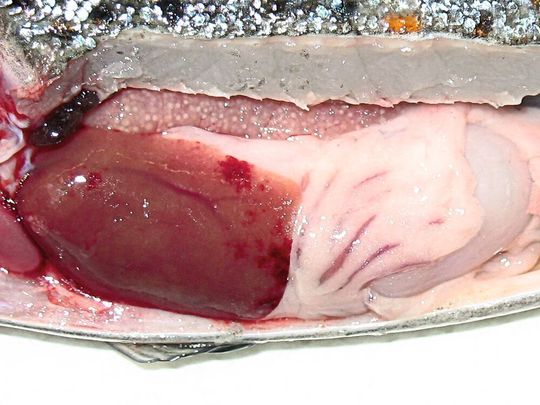 Die Einblutungen in der Leber sind ein Anzeigen für das Proliferative Darkening Syndrome (PDS), das Bachforellen im Alpenraum befällt.