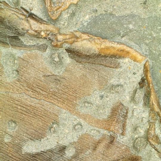 Fossilized skin forming the trailing edge of the right pelvic fin Fossilized skin forming the trailing edge of the right pelvic fin
