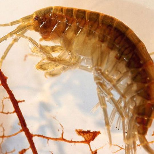 Der gewöhnliche Flohkrebs, Gammarus pulex, beim Zerkleinern von Falllaub. Er stand im Zentrum von Nicole Munz' Forschungsarbeit. Der gewöhnliche Flohkrebs, Gammarus pulex, beim Zerkleinern von Falllaub. Er stand im Zentrum von Nicole Munz' Forschungsarbeit.