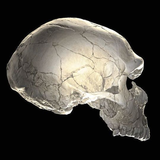 Computertomografie eines Neandertalerfossils (La Ferrassie 1) Computertomografie eines Neandertalerfossils (La Ferrassie 1)
