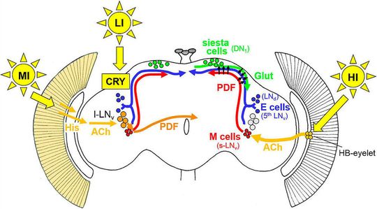Auf drei Wegen nimmt Licht Einfluss auf die Uhr-Neuronen im Gehirn der Fliege: Der erste Lichteingang in die Uhr-Neuronen geht über Cryptochrom (CRY), dieser Lichteingang ist für die Detektion von geringen Lichtintensitäten verantwortlich (low intensity = LI). Der zweite Lichteingang geht über die Komplexaugen und detektiert im Wesentlichen mittlere Lichtintensitäten (middle intensity = MI). Der dritte Lichteingang ist für die Detektion von hohen Lichtintensitäten (high intensity = HI) verantwortlich. Er geht über die Hofbauer-Buchner Äuglein (HB-eyelet). Morgenzellen (M cells) kontrollieren die Morgenaktivität, Abendzellen (E cells) die Abendaktivität