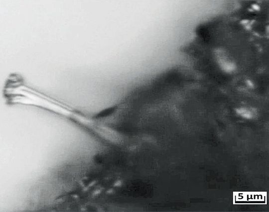 Lichtmikroskopische Aufnahme eines wachsenden Dendriten aus Lithium während der elektrochemischen Abscheidung des Metalls aus einer Elektrolytlösung. Lichtmikroskopische Aufnahme eines wachsenden Dendriten aus Lithium während der elektrochemischen Abscheidung des Metalls aus einer Elektrolytlösung.