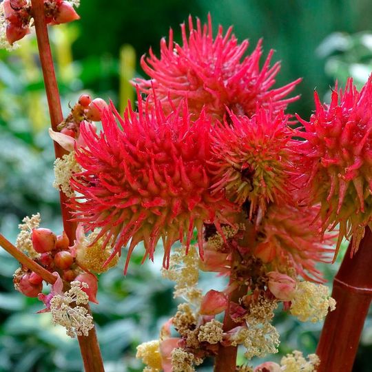 Scientists developed a new way of obtaining polyester from fats and oils, more specifically, from castor oil. Scientists developed a new way of obtaining polyester from fats and oils, more specifically, from castor oil.