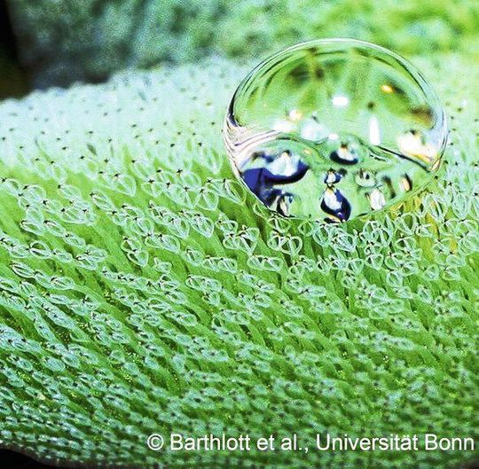 Der Schwimmfarn Salvinia molesta kleidet sich unter Wasser in eine dünne Luftschicht, die er wochenlang festhalten kann. Der Schwimmfarn Salvinia molesta kleidet sich unter Wasser in eine dünne Luftschicht, die er wochenlang festhalten kann.