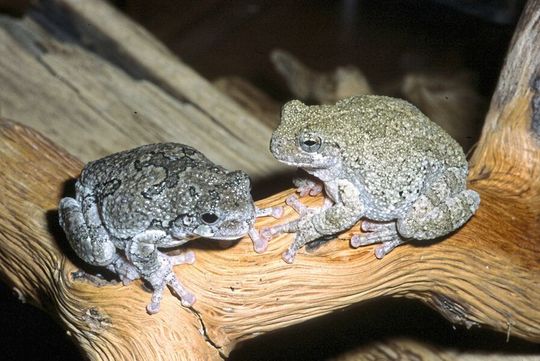 Zum Verwechseln ähnlich: Grauer Laubfrosch (Hyla versicolor; rechts) und sein aus Amerika stammender Verwandter Copes Grauer Laubfrosch (H. chrysoscelis), zwei Überträger des Chytridpilzes, äußerlich nicht zu unterscheiden. Zum Verwechseln ähnlich: Grauer Laubfrosch (Hyla versicolor; rechts) und sein aus Amerika stammender Verwandter Copes Grauer Laubfrosch (H. chrysoscelis), zwei Überträger des Chytridpilzes, äußerlich nicht zu unterscheiden.