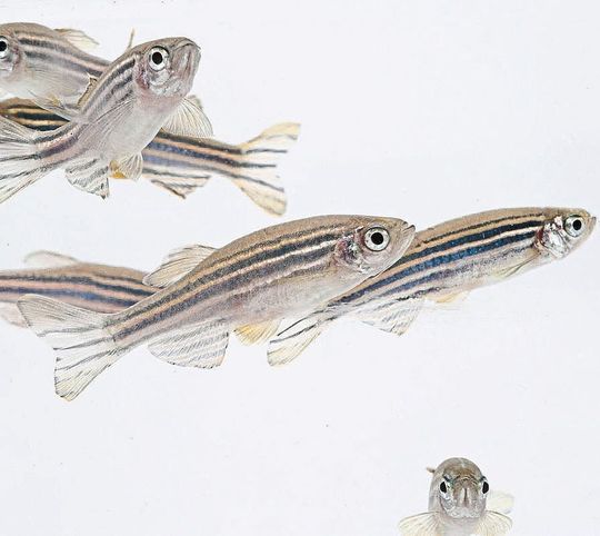 An Zebrafischen haben die Forscher der Universität Ulm den Einfluss von Cholesterol-Senkern auf die Embryoentwicklung untersucht. An Zebrafischen haben die Forscher der Universität Ulm den Einfluss von Cholesterol-Senkern auf die Embryoentwicklung untersucht.