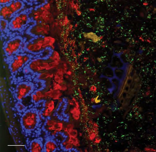 Schleimschicht (rot) hält Escherichia coli (grün) in sicherem Abstand vom Epithel, der Zellschicht der Darmwand, und verhindert, dass sie in darunterliegendes Gewebe durchdringen. Daher ist die Schleimschicht wichtig als Schutz vor Infektionen und Entzündungen. Schleimschicht (rot) hält Escherichia coli (grün) in sicherem Abstand vom Epithel, der Zellschicht der Darmwand, und verhindert, dass sie in darunterliegendes Gewebe durchdringen. Daher ist die Schleimschicht wichtig als Schutz vor Infektionen und Entzündungen.