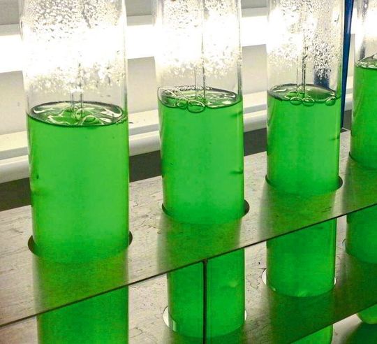 Cyanobakterien im Labor: Der neue Wirkstoff wurde aus Kulturen des Süßwasser-Cyanobakteriums Synechococcus elongatus isoliert. Cyanobakterien im Labor: Der neue Wirkstoff wurde aus Kulturen des Süßwasser-Cyanobakteriums Synechococcus elongatus isoliert.