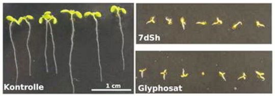 Keimlinge nach 7-tägigem Wachstum: Während die Kontrollgruppe (links) sich normal entwickelte, wurde das Wachstum bei der Gabe von je 260 μM Glyphosat (r. unten) oder 7dSh (r. oben) gehemmt.