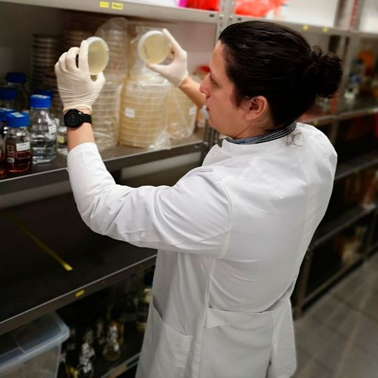 Wissenschaftler kontrolliert bakterielles Wachstum nach Phytase-Screening. Wissenschaftler kontrolliert bakterielles Wachstum nach Phytase-Screening.