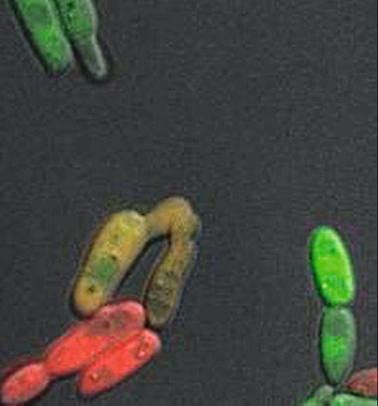 Zwei mit Fluoreszenz markierte Zellen des Pilzes Candida albicans paaren sich, ersichtlich durch das Vermischen der roten und grünen Farbe. Zwei mit Fluoreszenz markierte Zellen des Pilzes Candida albicans paaren sich, ersichtlich durch das Vermischen der roten und grünen Farbe.